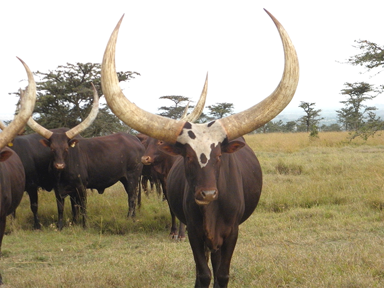 Will selective breeding of Ankole cattle transform the dairy sector?