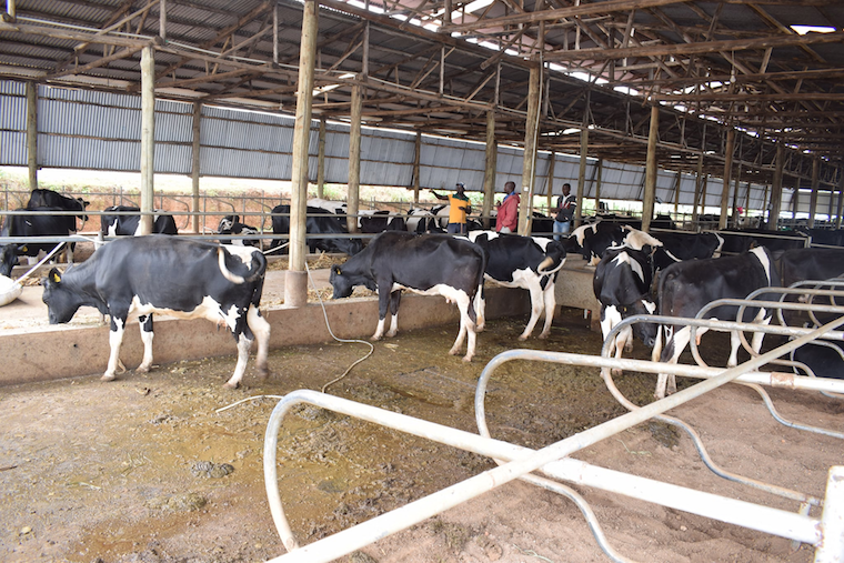 Uganda moves to break gov’t silos in agriculture push