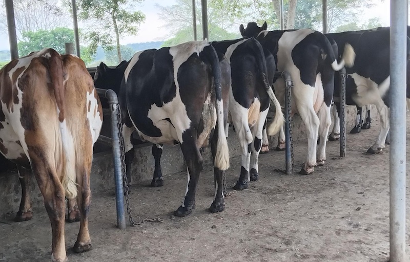 Banks urged to support dairy farms