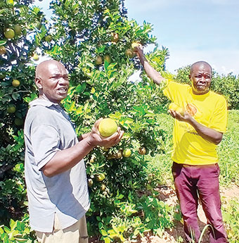 Solar irrigation reignites farming fortunes in drought-hit Nakasongola