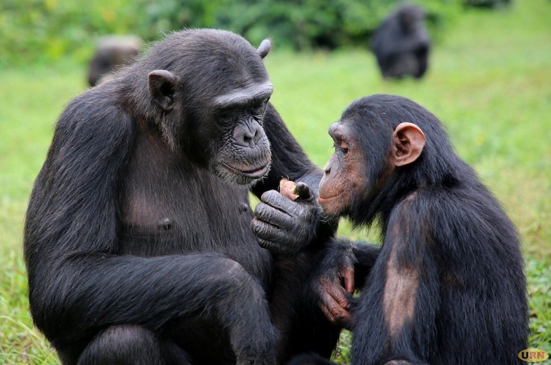 Bwindi census confirms 426 chimpanzees, opens new chapter in Uganda’s conservation