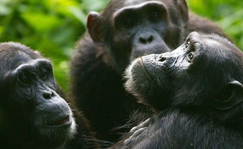 Surreal experience with chimps inside Kibale National Park