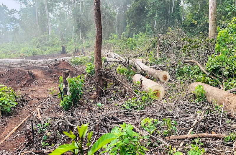 Can UWA save and restore Bugoma forest?