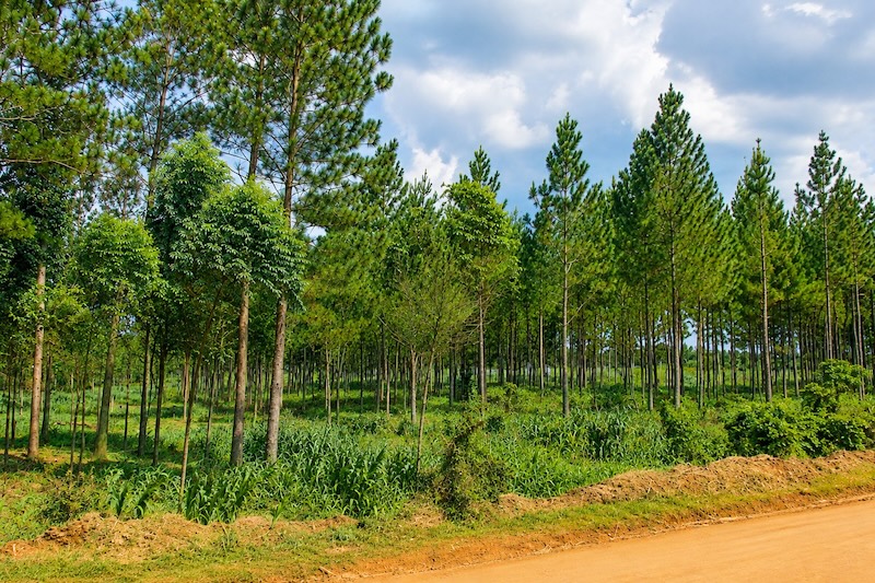 Water ministry, Jinja authorities to reopen Namavundu forest boundaries